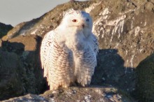 Snowy Owl at Edmonds, WA Marina. 12/15/2005